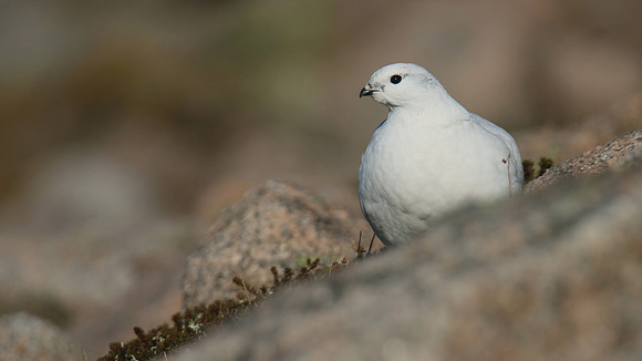 Ptarmigan, Cairngorms, January 2017