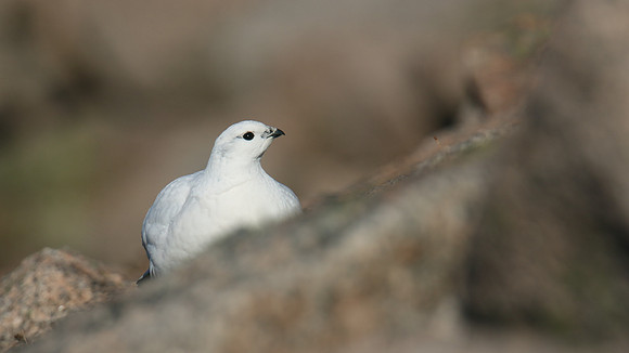 Ptarmigan, Cairngorms, January 2017