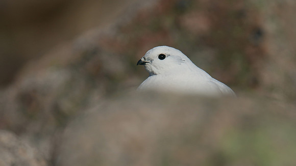 Ptarmigan, Cairngorms, January 2017