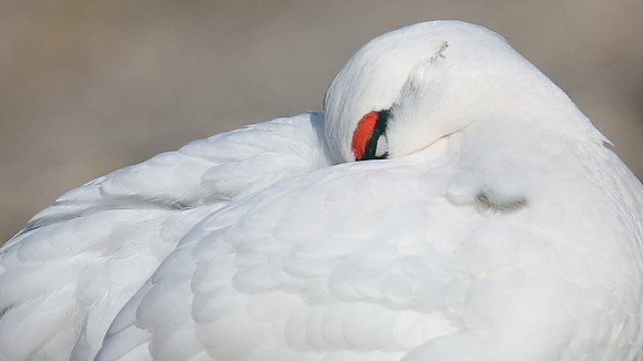 Ptarmigan, Cairngorms, January 2017