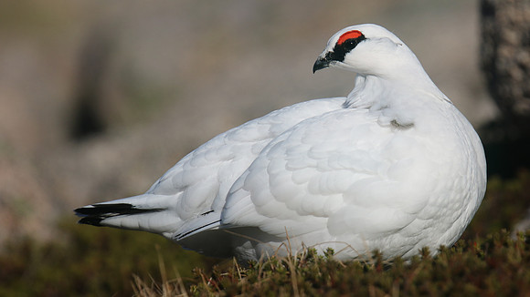 Ptarmigan, Cairngorms, January 2017
