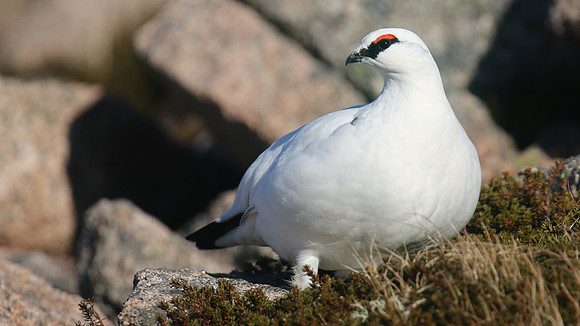 Ptarmigan, Cairngorms, January 2017