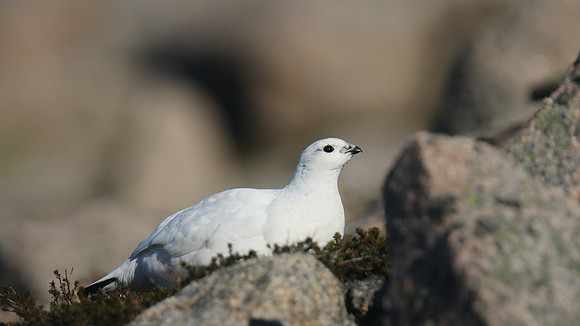 Ptarmigan, Cairngorms, January 2017