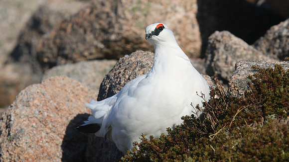 Ptarmigan, Cairngorms, January 2017