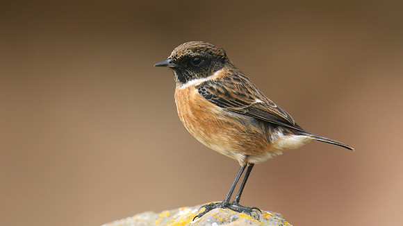Stonechat, Brean Down, February 2016