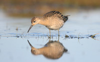 Ruff, Northwick Warth, September 2016.