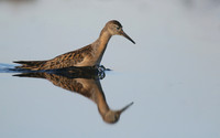 Ruff, Northwick Warth, September 2016