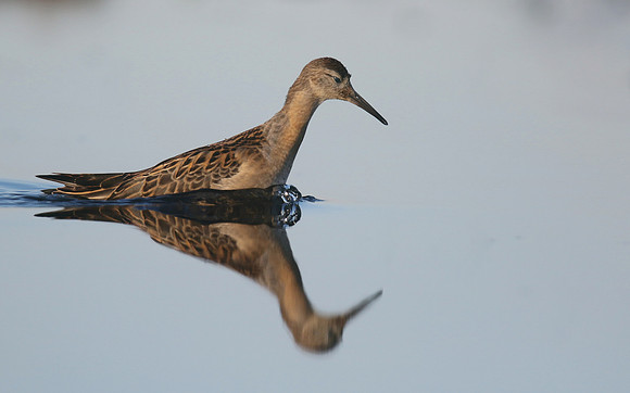 Ruff, Northwick Warth, September 2016