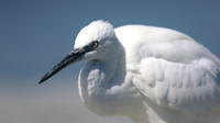 Herons, Storks, Et al.