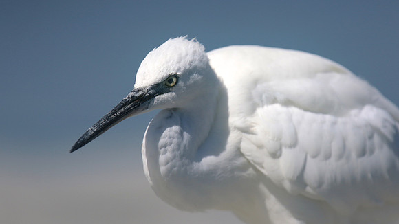 Little Egret, August 2016, Farmoor, Oxford