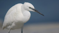 Little Egret, August 2016, Farmoor, Oxford.