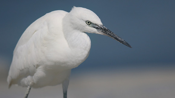 Little Egret, August 2016, Farmoor, Oxford.