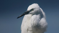 Little Egret, August 2016, Farmoor, Oxford