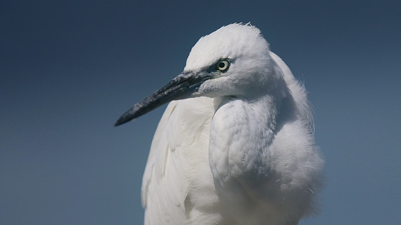 Little Egret, August 2016, Farmoor, Oxford