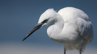 Little Egret, August 2016, Farmoor, Oxford