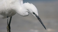Little Egret, August 2016, Farmoor, Oxford