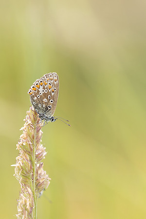Common Blue, Oldbury Power Station, June 2023