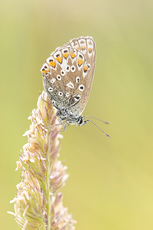 Common Blue, Oldbury Power Station, June 2023