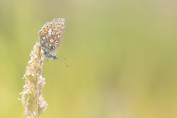 Common Blue, Oldbury Power Station, June 2023