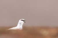 Ptarmigan, Cairngorms, February 2024