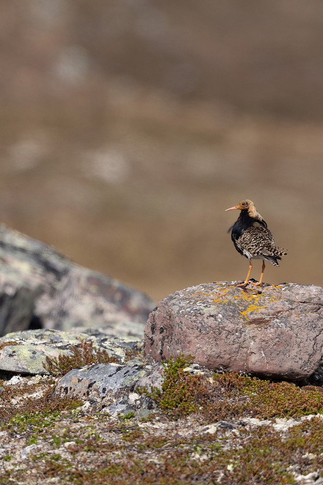 Ruff, Batsjford, Norway, June 2023