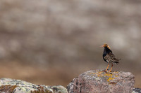 Ruff, Batsjford, Norway, June 2023