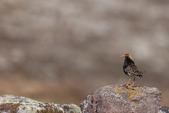 Ruff, Batsjford, Norway, June 2023