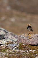 Ruff, Batsjford, Norway, June 2023