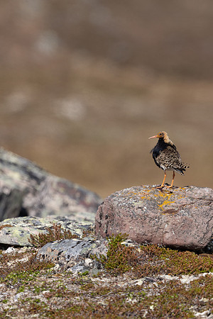Ruff, Batsjford, Norway, June 2023