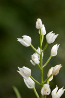 Sword-leaved Helleborine