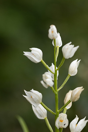 Sword-leaved Helleborine, Rodbrough Common, May 2023