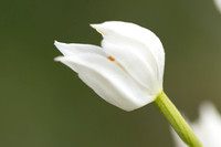 Sword-leaved Helleborine, Rodbrough Common, May 2023