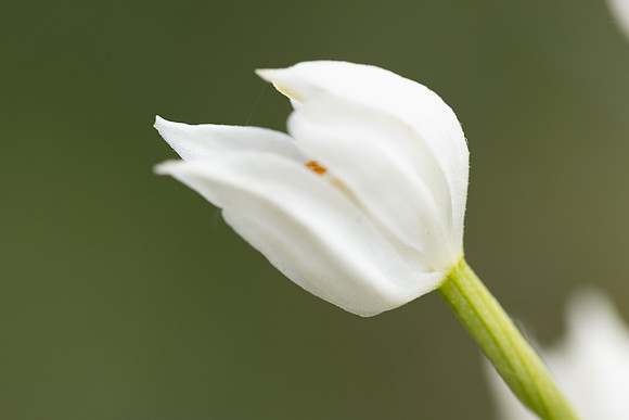 Sword-leaved Helleborine, Rodbrough Common, May 2023