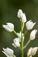 Sword-leaved Helleborine, Rodbrough Common, May 2023.