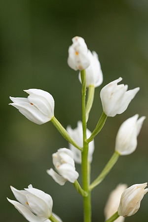 Sword-leaved Helleborine, Rodbrough Common, May 2023.