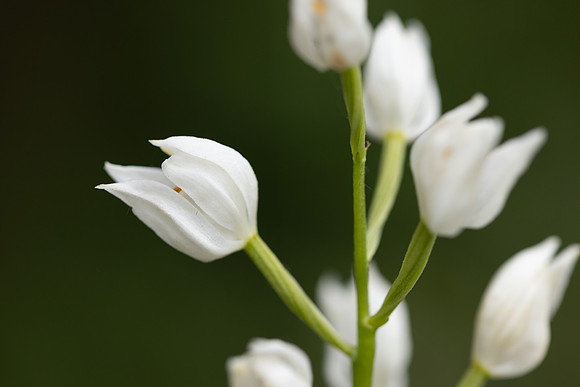 Sword-leaved Helleborine, Rodbrough Common, May 2023