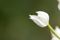Sword-leaved Helleborine, Rodbrough Common, May 2023