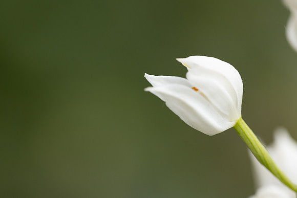 Sword-leaved Helleborine, Rodbrough Common, May 2023