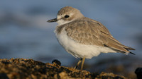 Greater Sand Plover, Paphos Headland, October 2016