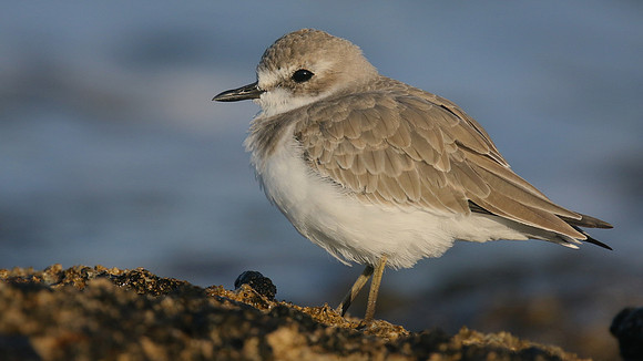 Greater Sand Plover, Paphos Headland, October 2016