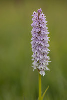 Common Spotted-orchid Orchid, Rudge Hill, June 2024