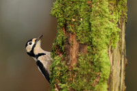 Woodpeckers