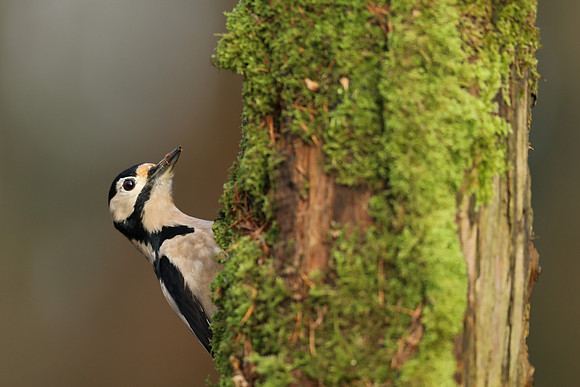 Great Spotted Woodpecker, Milbury Heath, December 2020.