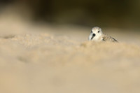 Sanderling, Fort Lauderdale, February 2020