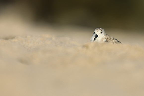 Sanderling, Fort Lauderdale, February 2020