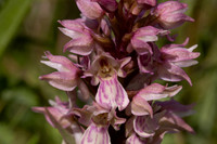 Frog x Common Spotted-orchid, Morgans Hill, June 2024
