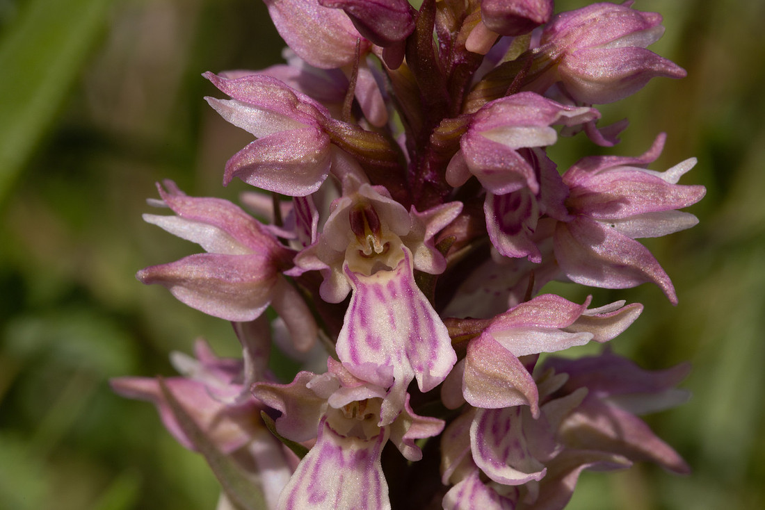 Frog x Common Spotted-orchid, Morgans Hill, June 2024