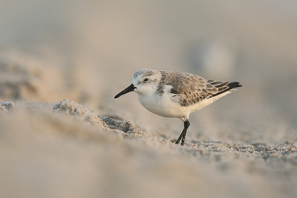 Sanderling, Fort Lauderdale, February 2020