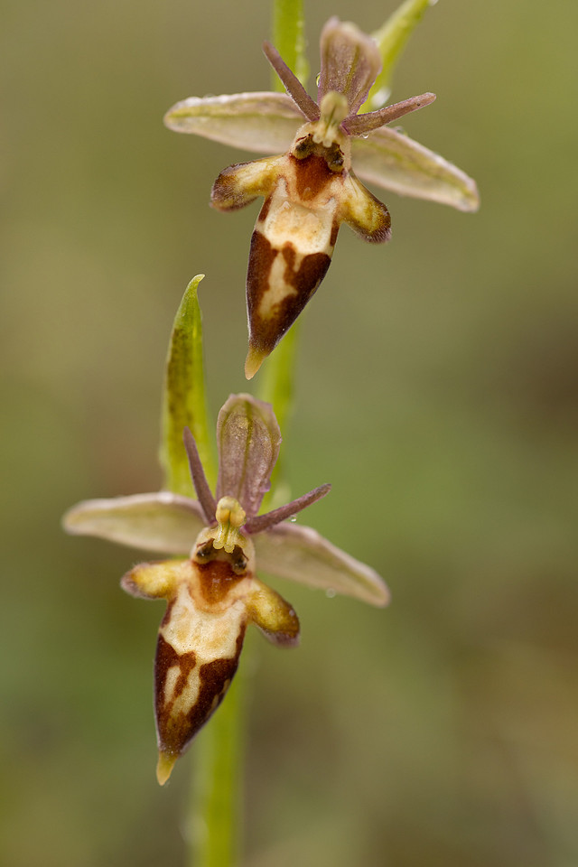 Woodcock x Fly Orchid, Dorset, May 2024.