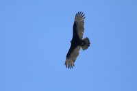 Black Vulture, Florida, February 2020